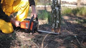 Best Tree Preservation Services  in Melrose, MN