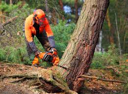 Best Tree and Shrub Care  in Melrose, MN