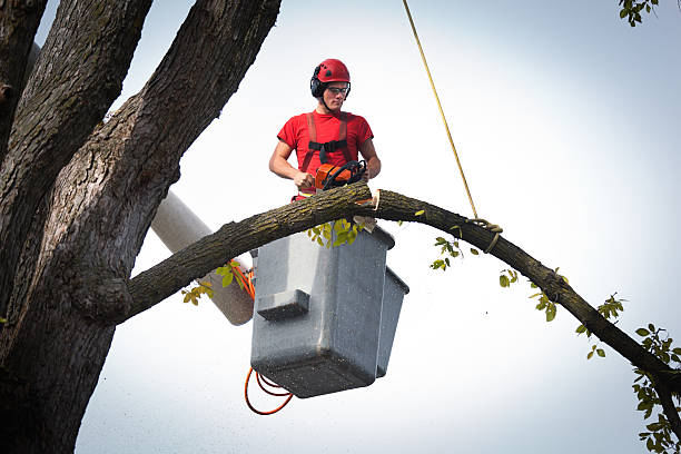 Best Utility Line Clearance  in Melrose, MN