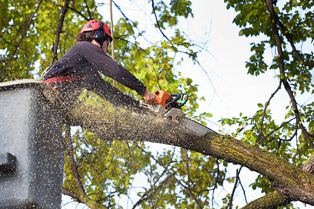 Best Tree Fertilization Services  in Melrose, MN